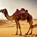 Luc 18:25-26 : L’impossible pour l’homme est possible avec Dieu Un chameau passant par le chas d'une aiguille