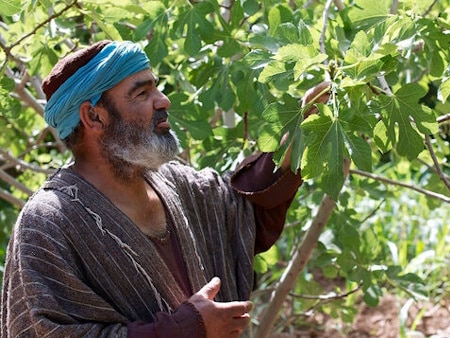 Un homme avait un figuier planté dans sa vigne. Luc 13:6-9