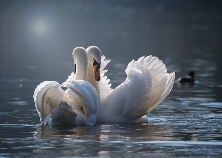 l'amour véritable dans les actes